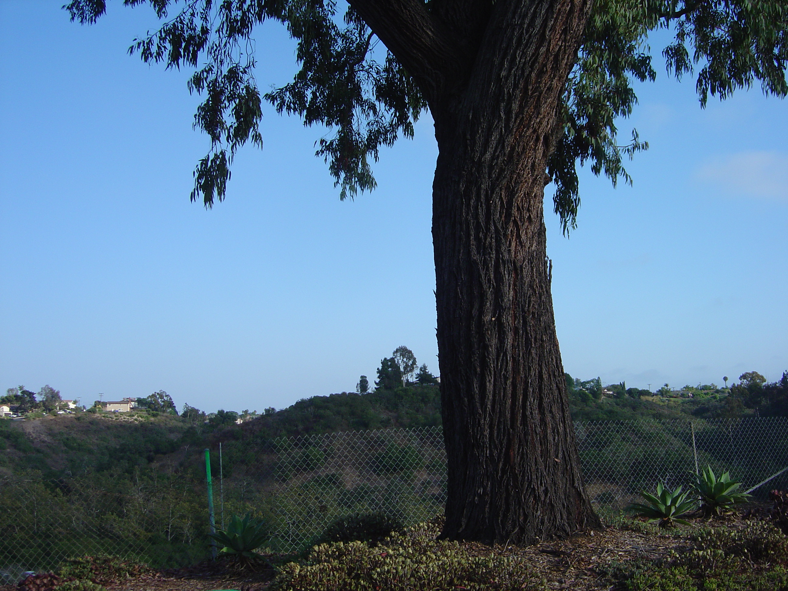 Description of DSC00490