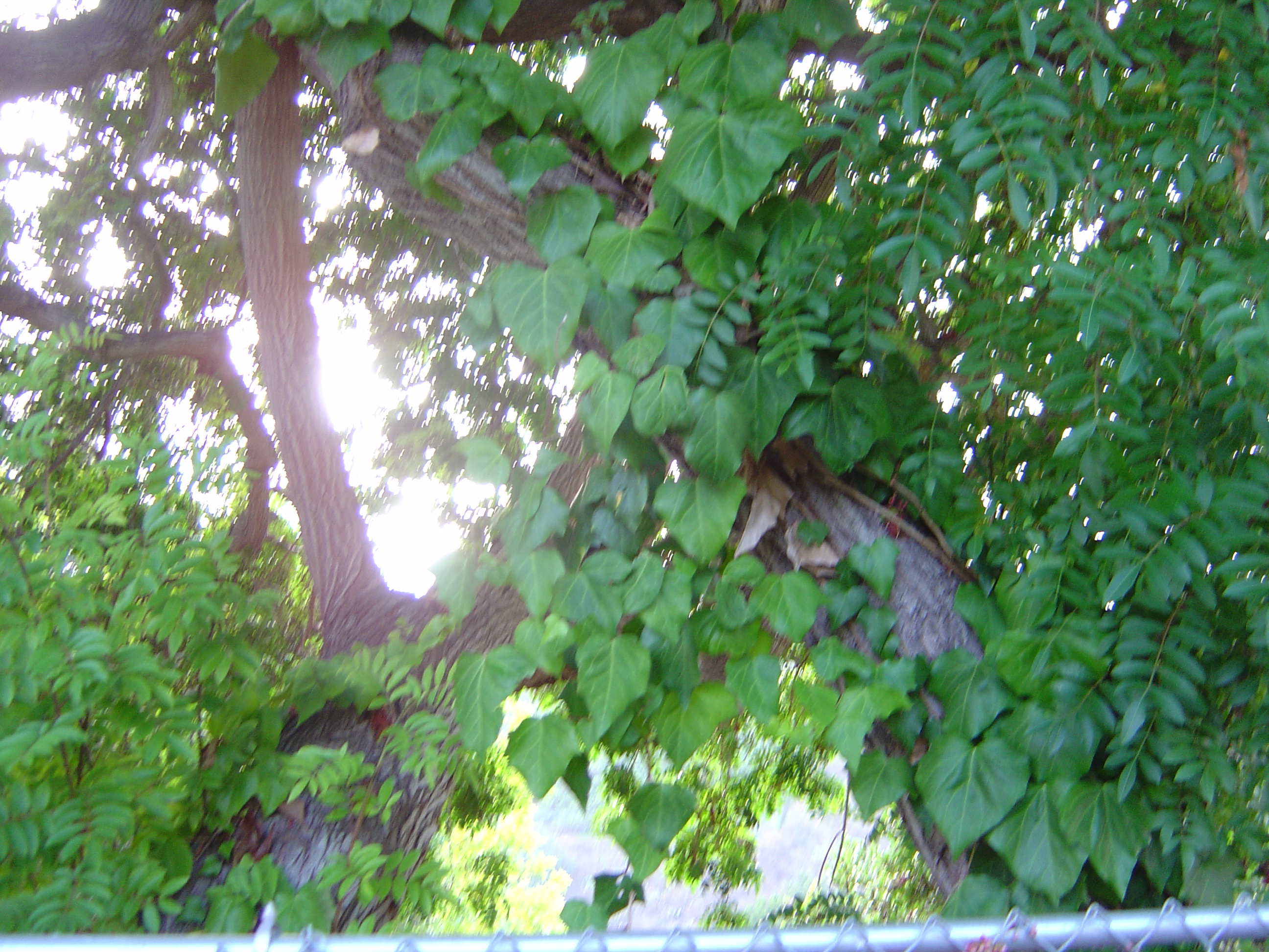 Description of DSC00504