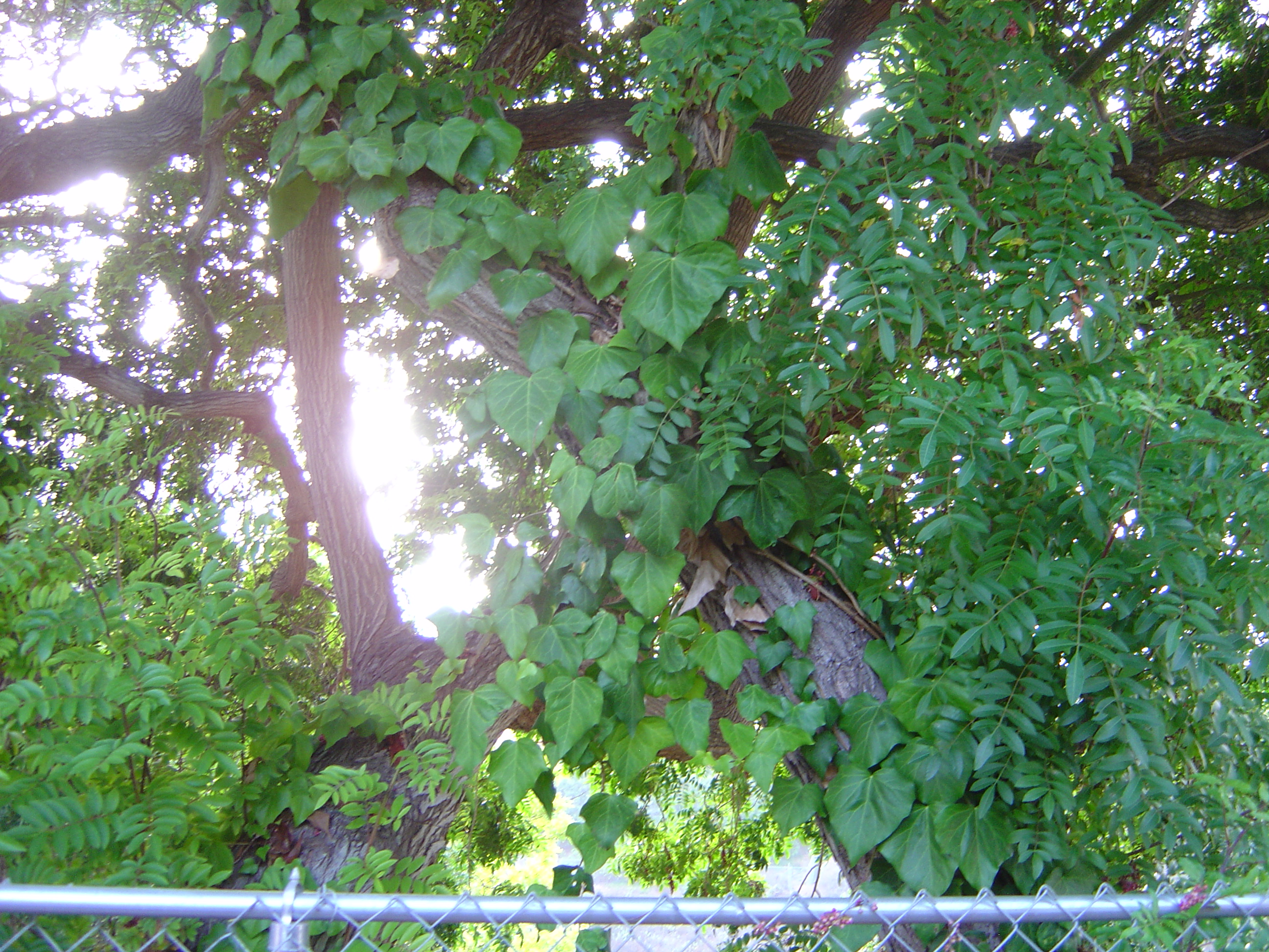 Description of DSC00505