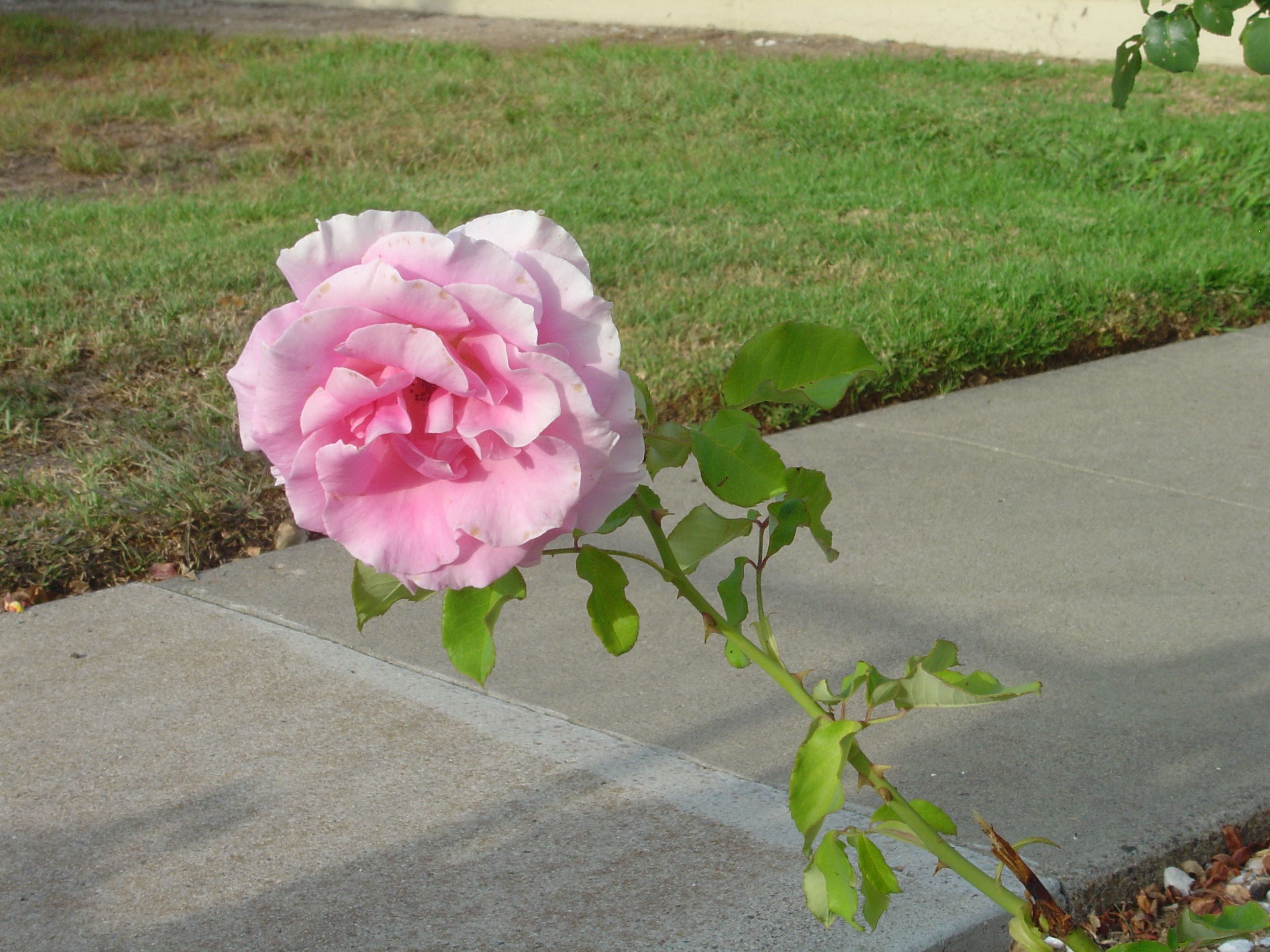 Description of DSC00506
