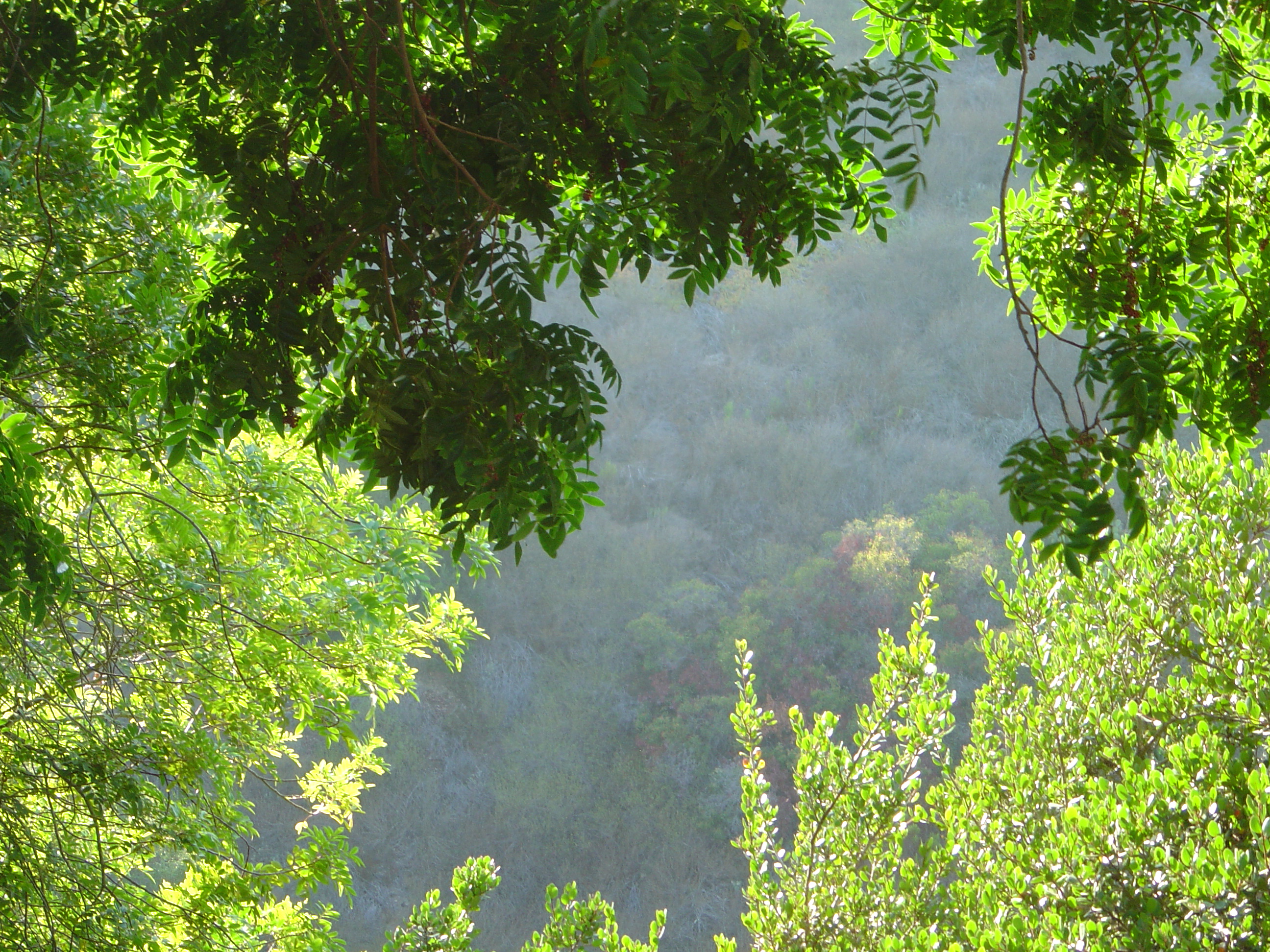 Description of DSC00525
