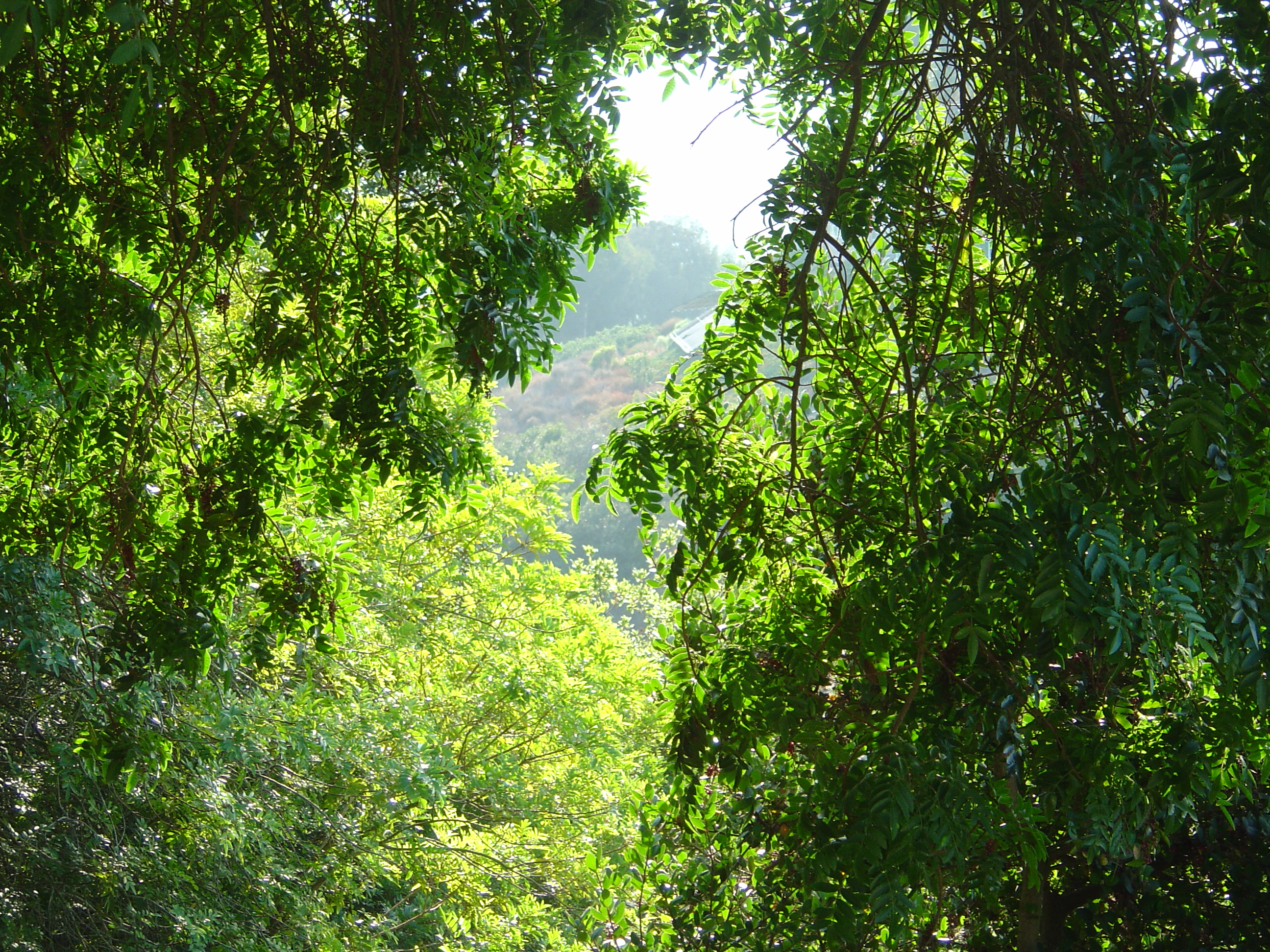 Description of DSC00526